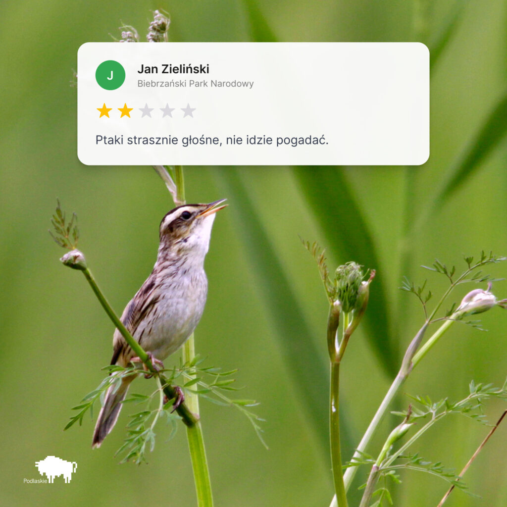 Biebrzański Park Narodowy - Ptaki Strasznie Głośne - kampania podlaskiego stylizowana na opinie Google - autorstwa agencji komunikacji marketingowej White Bits